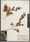 Foto von Salix myrtilloides L.